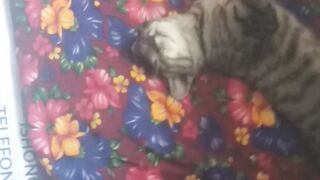#cat #animals