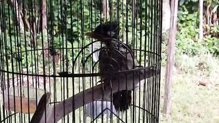 Onion woodpecker