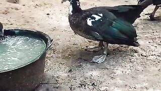 Pets pluck ducks in the back of the house
