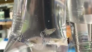 Newly purchased ornamental fish