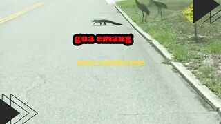 Seekor buaya santai menyebrang jalan, tapi ternyata ada 3 ekor burung yang diam-diam mau nyicipin dia! ????