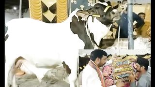 JF Thunder bull sold for Rs 5 million in Hyderabad