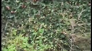 Eagle Target