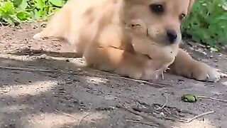 Cute Dog 15