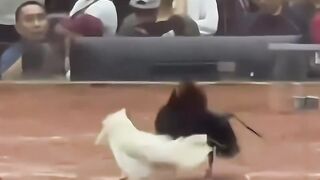 agen sabung ayam terbesar di Indonesia