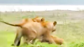 video 2025 2