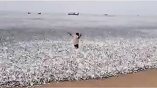 Flaying fish