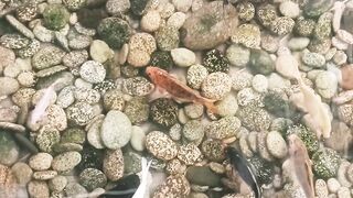 Beautiful Fish 3