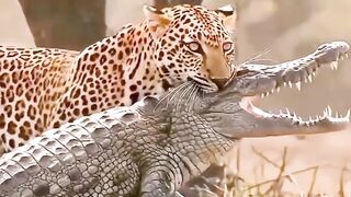 Leopard vs crocodile