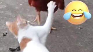 cat fight 8