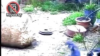 mystery things in my garden