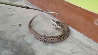 Cobra: Nature’s Hooded Predator