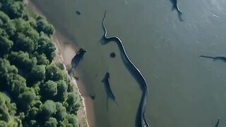 Anacondas: The Giant Snakes of the Amazon
