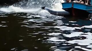 Anaconda 12