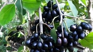 Jamun