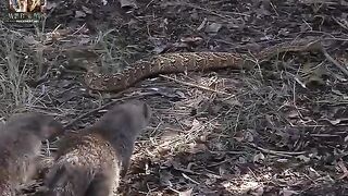 Animal Documerty in hindi