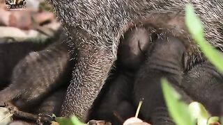Animal Documerty in hindi 2