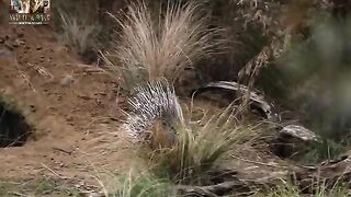 Animal Documerty in hindi 3