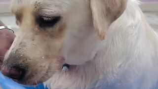 Bathing Dog