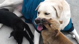 Funny Animal Trio