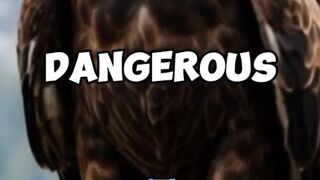 Eagle ???? is the Most Dangerous Bird ????????️ in the World ???? ????????????