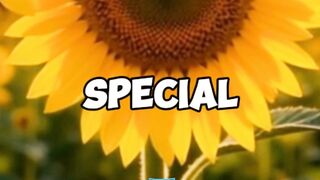 This is Sunflower ????????