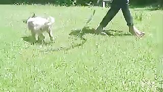 My little dog 2