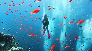 The beauty of the underwater world