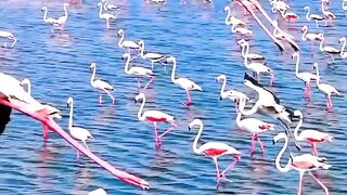 Let's fly together