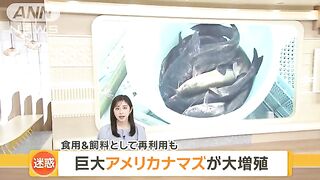 巨大アメリカナマズ大増殖　漁師奮闘食べて減らす