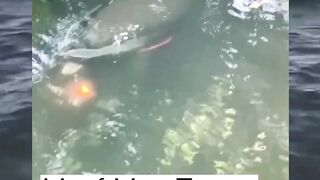 ikan jenis baru