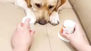 Cake magic in front of Dog