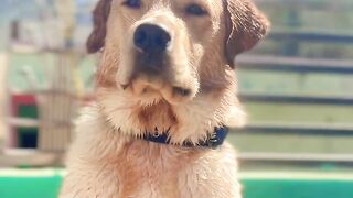 Dog and Water