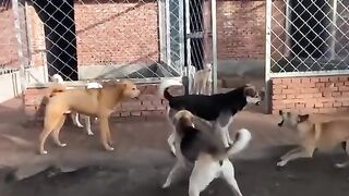 Alpha dog 2