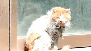 Rich Cat Vs Poor Cat