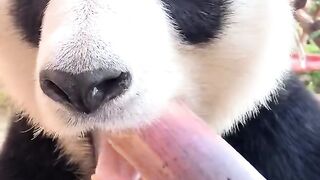 #panda_#pandas_#foryou_#fyp_#vira