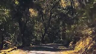 Viral Song