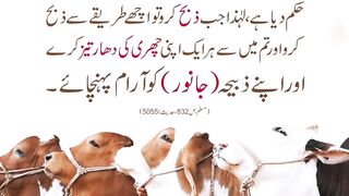 Hamara deen kehta ha k janwar k sath b neki karni chahye