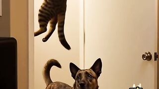 funny 358