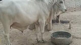Bull form