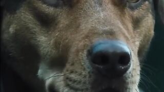 Smart dog 10