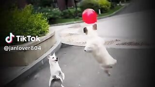 famous video 15