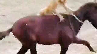 video3131