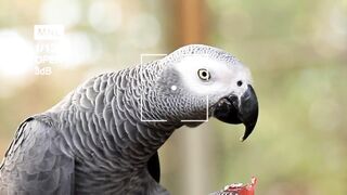 Birds 35