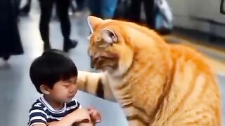 Cat story 5