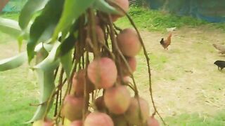 লিচু কার কার পছন্দ ????????