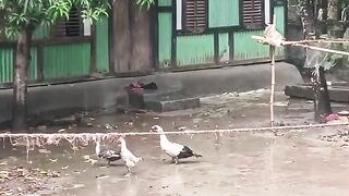 সান্ডা