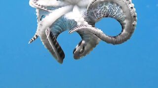 Thaumoctopus mimicus