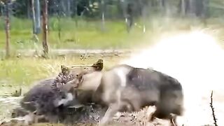 Bear vs wolf