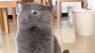 Funy cat video